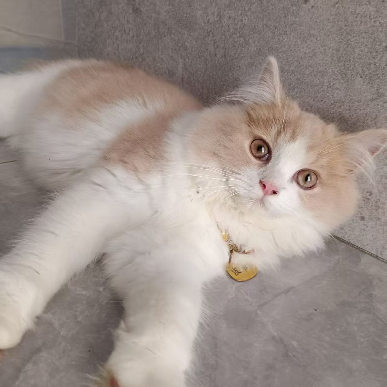 布偶猫，白黄色